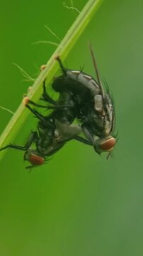 Mating Houseflies in Extreme Macro Slow Motion on Green Blade Vertical 4K