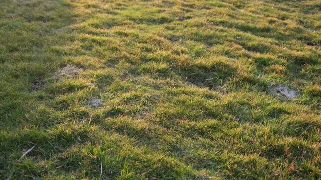 Golden light floods a textured field of green grass, with barely noticeable bugs flying in the background.