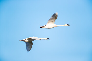 Obraz premium Mute swans in flight against clear blue sky