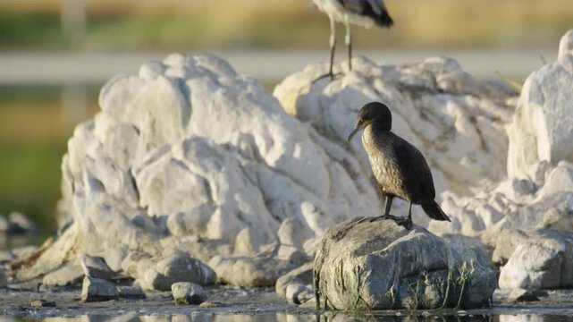 The Cape cormorant or Cape shag (Phalacrocorax capensis) is a bird endemic to the southwestern coasts of Africa. Cape cormorant.