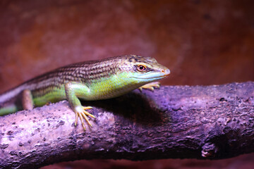 Fototapeta premium Vibrant Lizard on Tree Branch in Natural Habitat for Nature Illustrations
