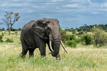 Fototapeta premium Elephant bull hanging around in the Kruger National Park in South Africa