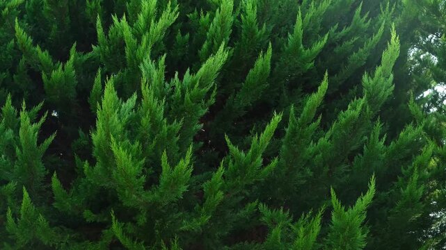 Turkiye, Belek, 27.07.2025 Coniferous tree branches swaying in the turkish breeze. Dense evergreen foliage in a mediterranean garden. Natural background for travel and summer holiday mood.