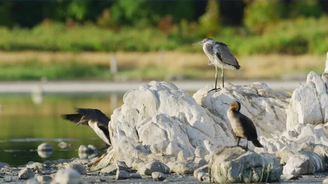 A Cape cormorant (Phalacrocorax capensis) and a Grey heron (Ardea cinerea) Sitting together near water.