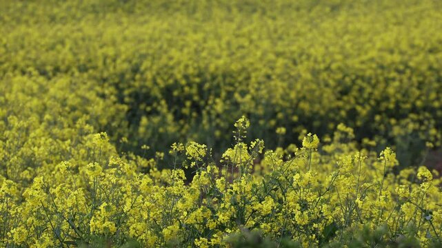 yellow rapeseed fields in summer time