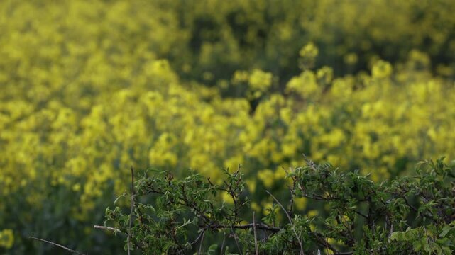 yellow rapeseed fields in summer time