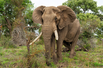 Fototapeta premium Elephant bull hanging around in the Kruger National Park in South Africa