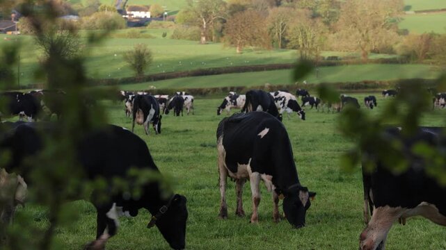 cows in the field