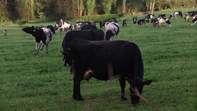 herd of cows
