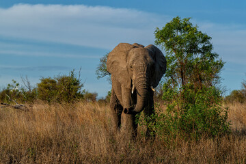 Obraz premium Elephant bull hanging around in the Kruger National Park in South Africa