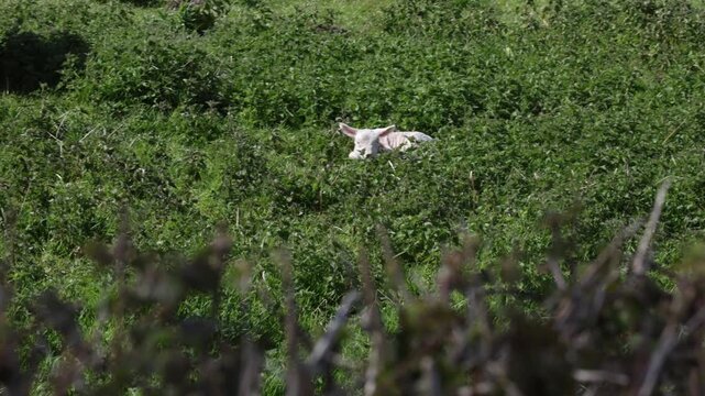 lamb in the grass