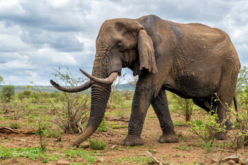 Fototapeta premium Elephant bull hanging around in the Kruger National Park in South Africa