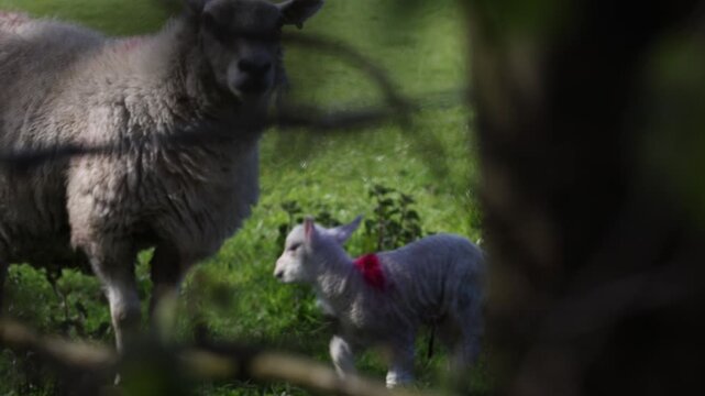 Young lambs on a farm
