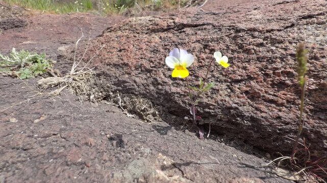 Wild violet with white and yellow petals growing from a crack in a granite rock