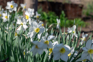 Fototapeta premium White flowers of narcissus poeticus blooming in flowerbed. Common narcissus or daffodil the amaryllidaceae family growing in springtime in meadow. Monocotyledonous flowering plants of poet's narcissi.