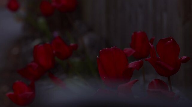 flowers of red tulips swaying in the wind