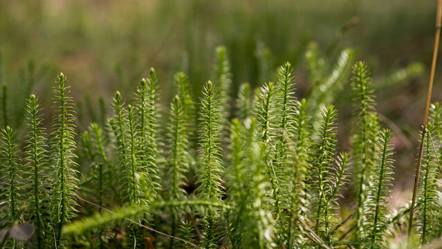 Clubmoss Lycopodium clavatum macro green forest plant natural background