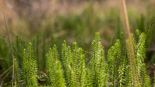 Clubmoss Lycopodium clavatum macro green forest plant natural background