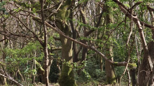 the forest of majestic trees in southern England