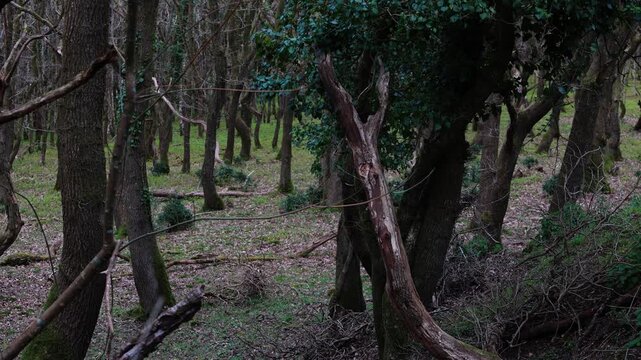 trees in the forest