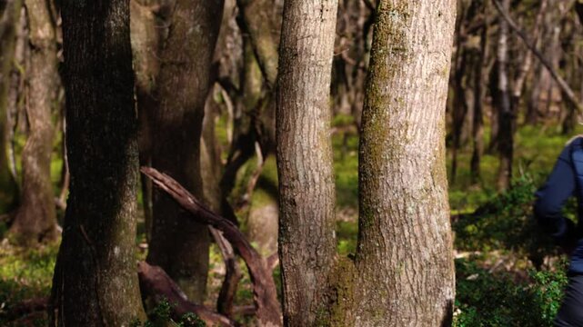 A magical forest in southern England