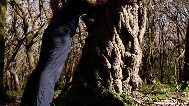 A magical forest in southern England