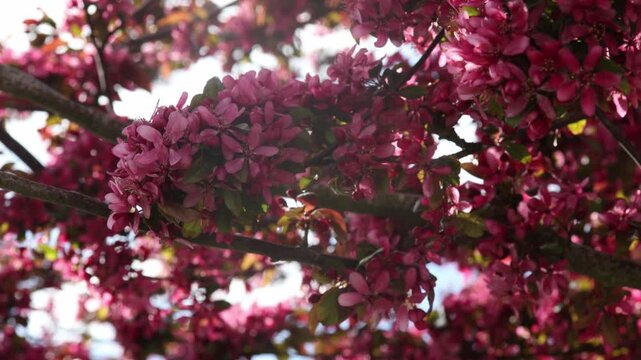 pink blossom tree. pink flowers blooming on the branches in the sunlight
