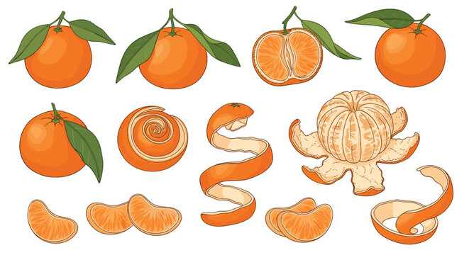 Set of illustrations featuring whole mandarins with leaves, peeled oranges, citrus slices, and spiraled orange peels.