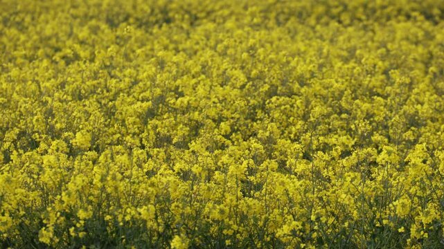 yellow rapeseed fields in summer time