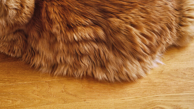 A high-angle close-up shot of a red Maine Coon lying on its back and side on a light oak parquet floor with the head not visible.