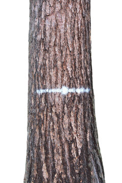 Freigestellter zur Rodung markierter horizontaler Baumstamm von einem ausgewachsenen Baum im isolierten PNG Format