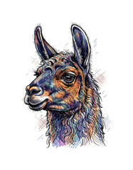 Fototapeta premium Vibrant, colorful llama portrait with a unique artistic sketch style