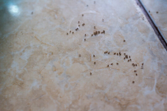Close-up of a group of tiny house ants marching across a beige marble pattern floor tile. Concept of pest control, household insects, and animal behavior.