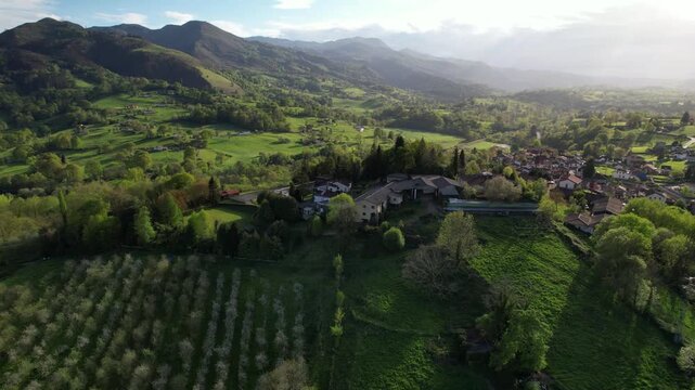 Aerial view of blooming apple trees in spring time in Nava municipality, Comarca de la Sidra, Asturias, Spain, Europe