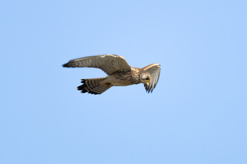 Fototapeta premium Female Lesser Kestrel (Falco naumanni) soaring in the blue sky. Small bird of prey in flight over Episkopi, Cyprus.