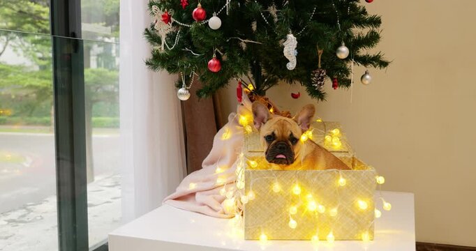 In cozy home setting, French Bulldog puppy, sits in wicker box under decorated Christmas tree. Young dog tilts its head, revealing adorable and slightly goofy expression. Its tongue peeks out