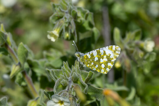 Pieridae / Turuncu S&uuml;sl&uuml; / Orange-tip / Anthocharis cardamines