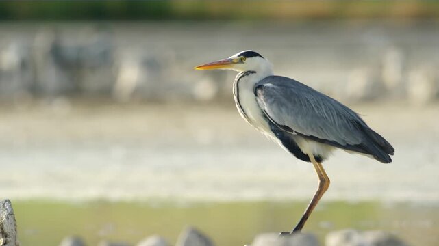 The grey heron (Ardea cinerea) is a long-legged wading bird of the heron family, Ardeidae, native throughout temperate Europe and Asia, and also parts of Africa. 