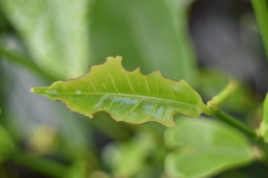 Looper damaged tea leaf close-up showing pest infestation in tea plantation
