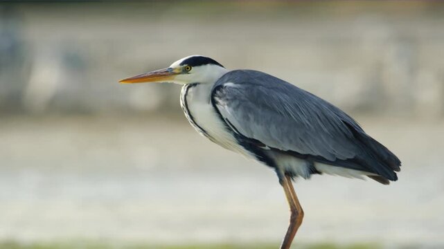 The grey heron (Ardea cinerea) is a long-legged wading bird of the heron family, Ardeidae, native throughout temperate Europe and Asia, and also parts of Africa. 