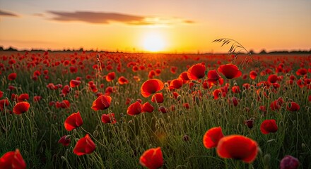 Obraz premium beautiful sunset over a field of vibrant red poppies in full bloom under a partly cloudy sky with wa
