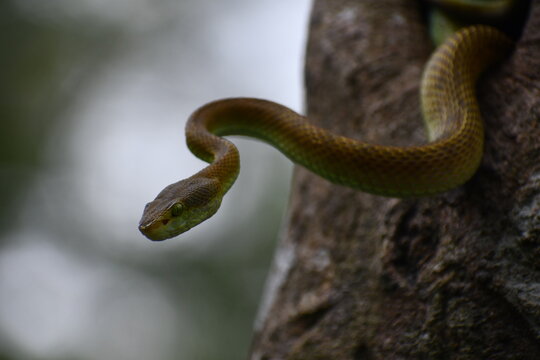Salazar&rsquo;s Pit Viper (Trimeresurus salazar) coiled on branch macro close-up