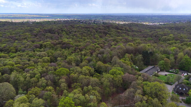 Road Leading into Trees Epping Forest Aerial View Essex