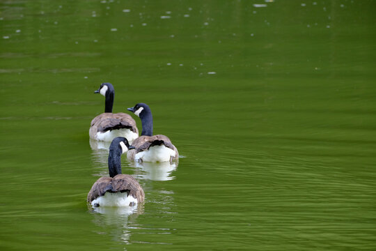 Canards nagent dans un &eacute;tang