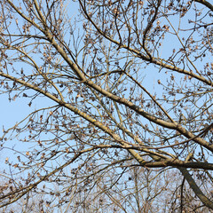 Obraz premium Bare tree branches with dormant buds against a clear blue sky in early spring