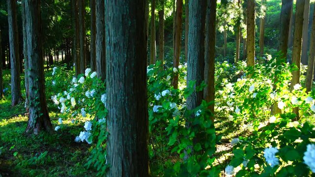朝の武石あじさい公園