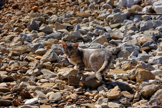 Chat sauvage, &icirc;le de Saskia