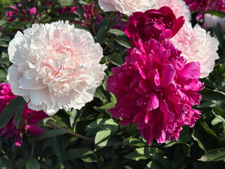 Peony peonies paeonia beautiful flowers. © OLENA LIALINA