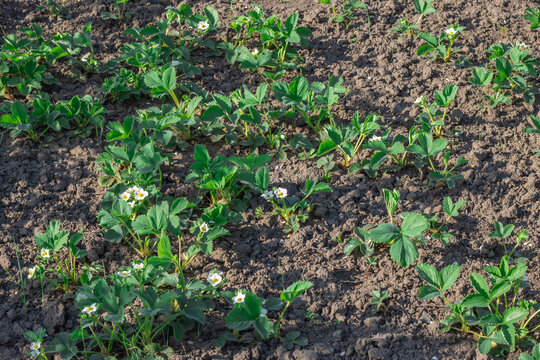 Green leaf and white flowers of strawberry bloom in vegetable garden. Bushes of strawberry fragaria the rosaceae family in blosson. Large fruited plant of berry crops wild strawberry in horticulture.