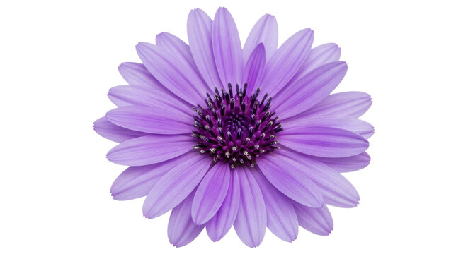 Purple daisy flower head isolated on transparent background.
